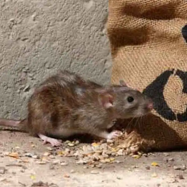 Norway Rat