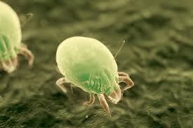 Dust Mites