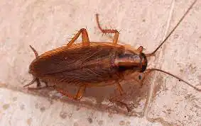 German Cockroach