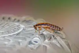 Brown-Banded Cockroach