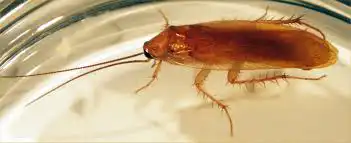 Wood Cockroach​