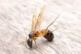 Carpenter Ant