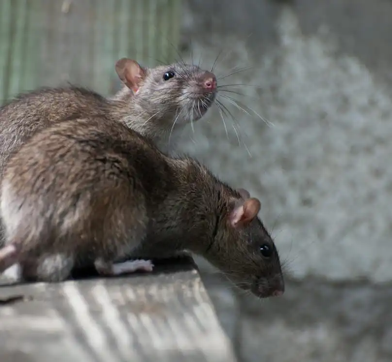 Roof Rat