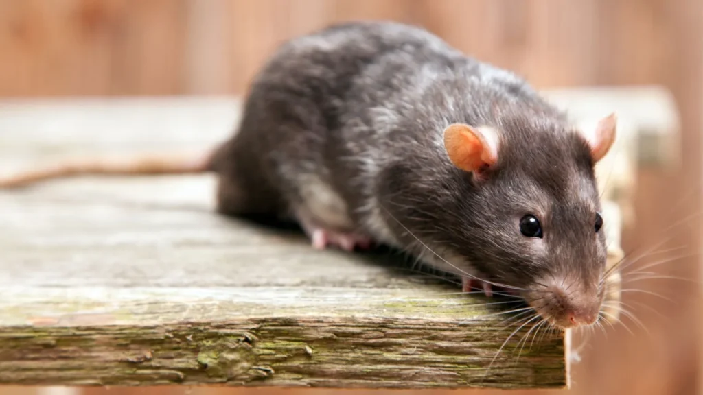 Act Against Mice and Rats