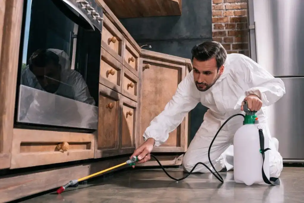 Pest control spraying kitchen