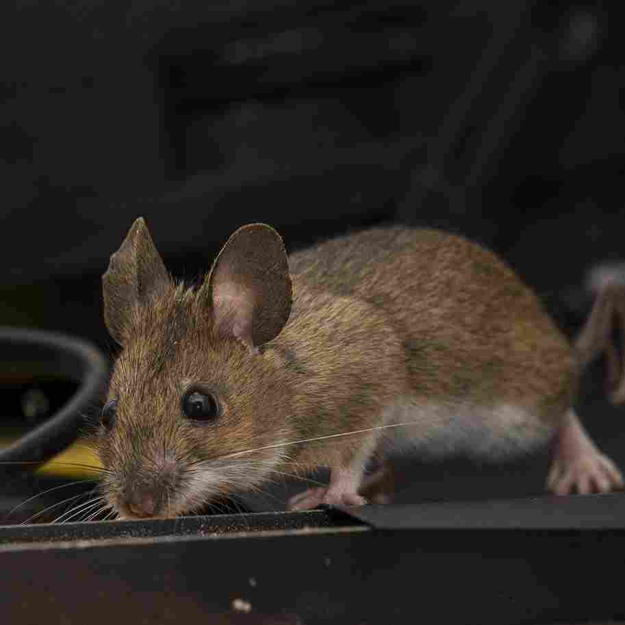 House Mouse