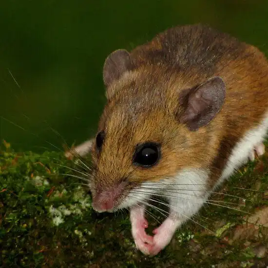 White-footed Mouse
