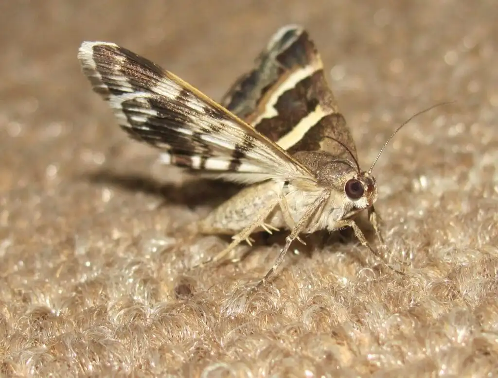 Rid of Carpet Moths