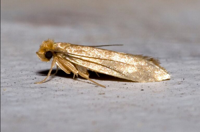 Carpet Moths Destroy Your Home’s