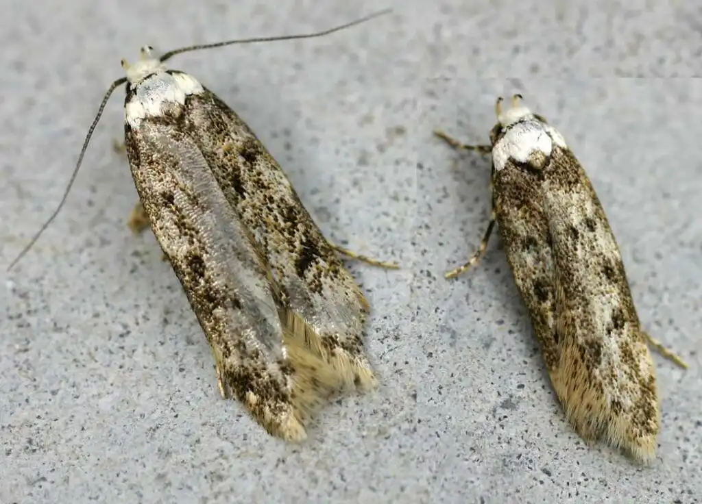 White-Shouldered House Moth