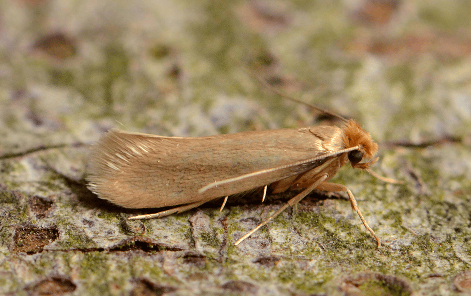 Carpet Beetle / Carpet Moth