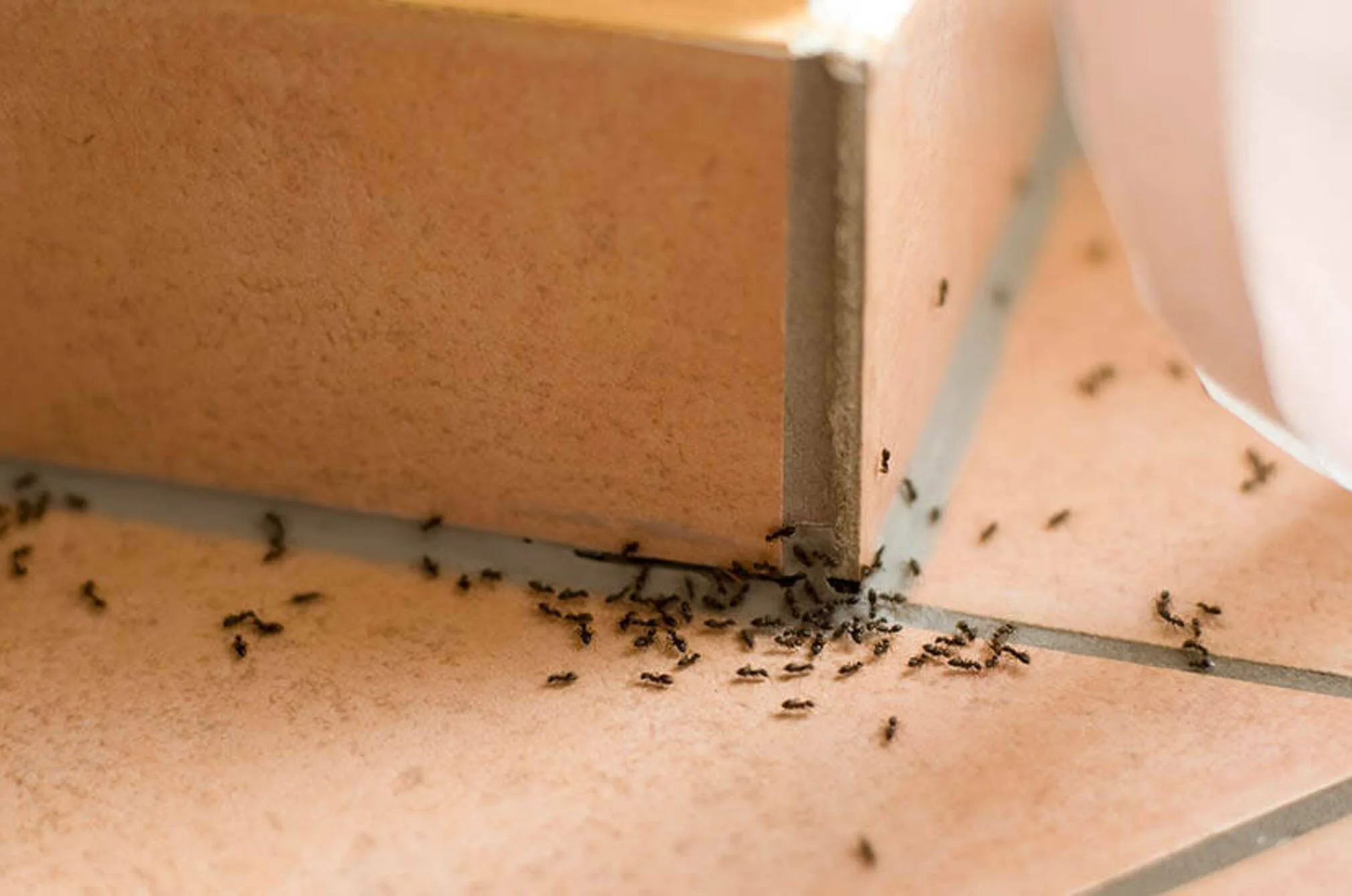 Ant Extermination