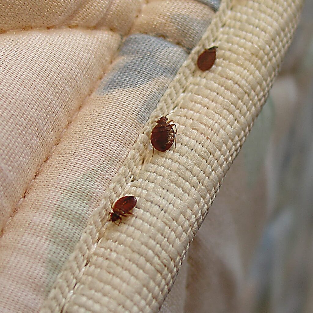 How Much Does Bed Bug Treatment Cost in 2026? | Checkatrade