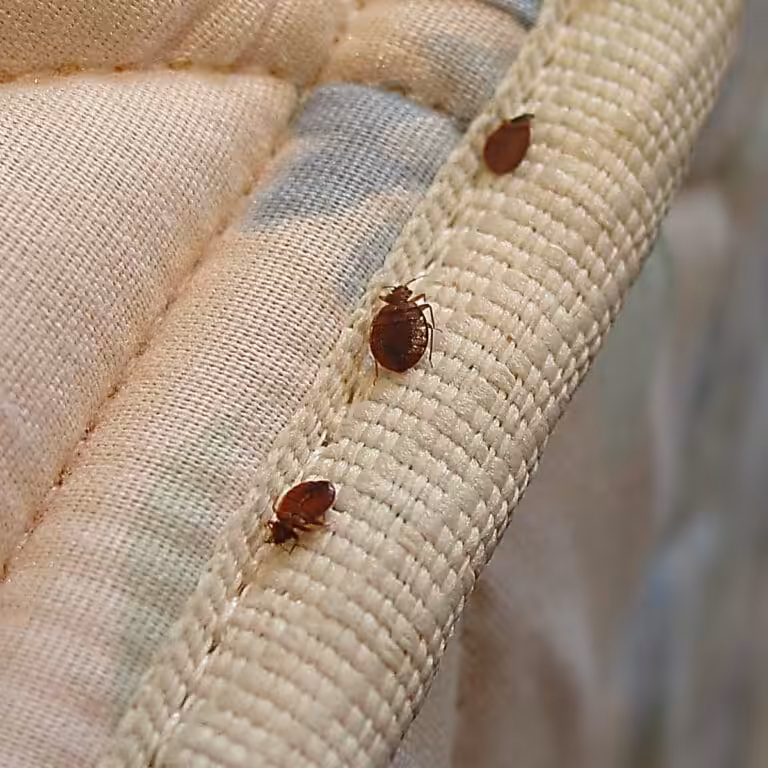 bed bug
