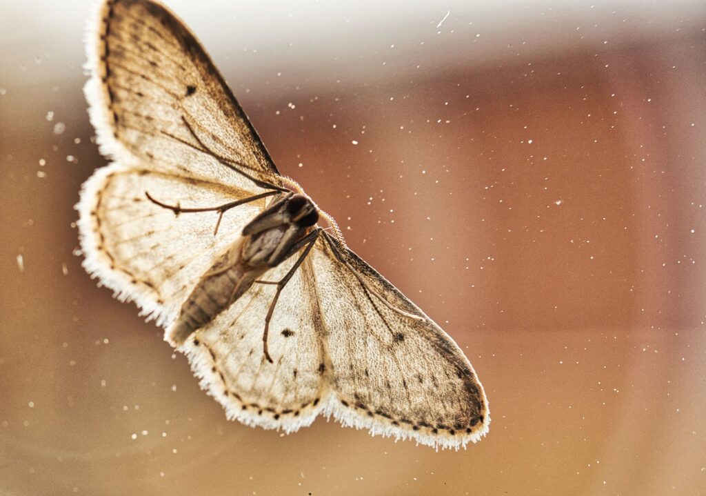 Brown House Moth