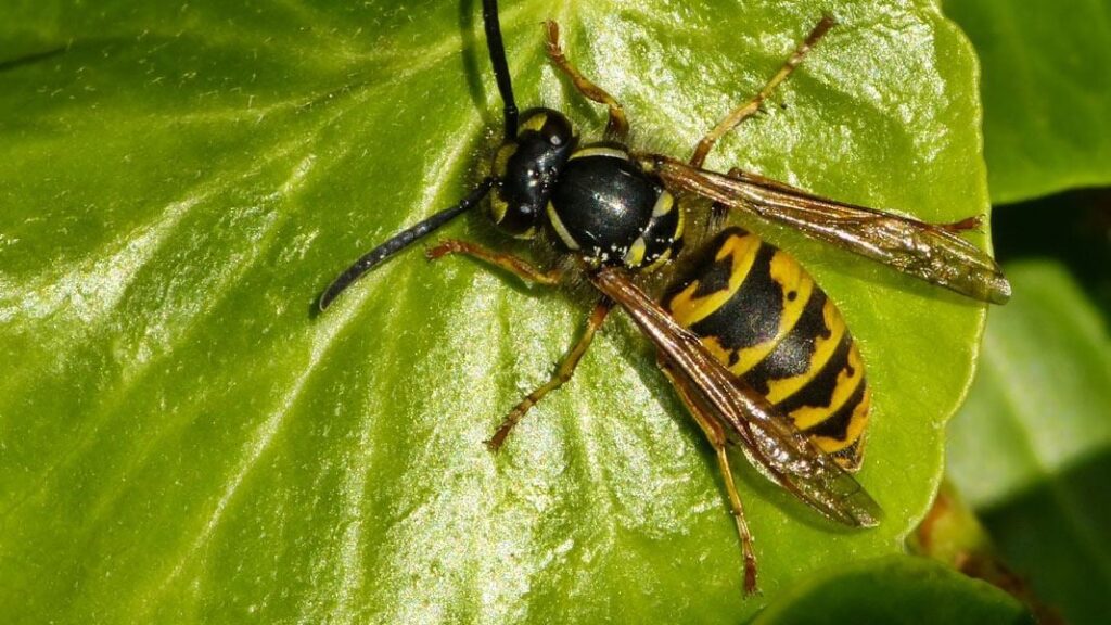 Common Wasp