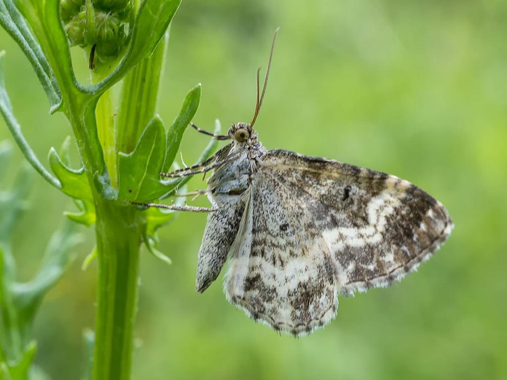 Common Carpet Moth