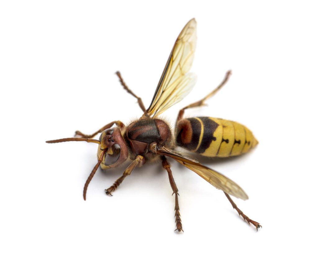 European Hornet
