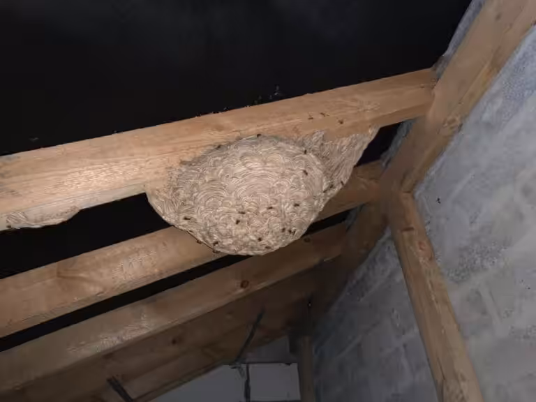Remove Wasps to Stay Safe