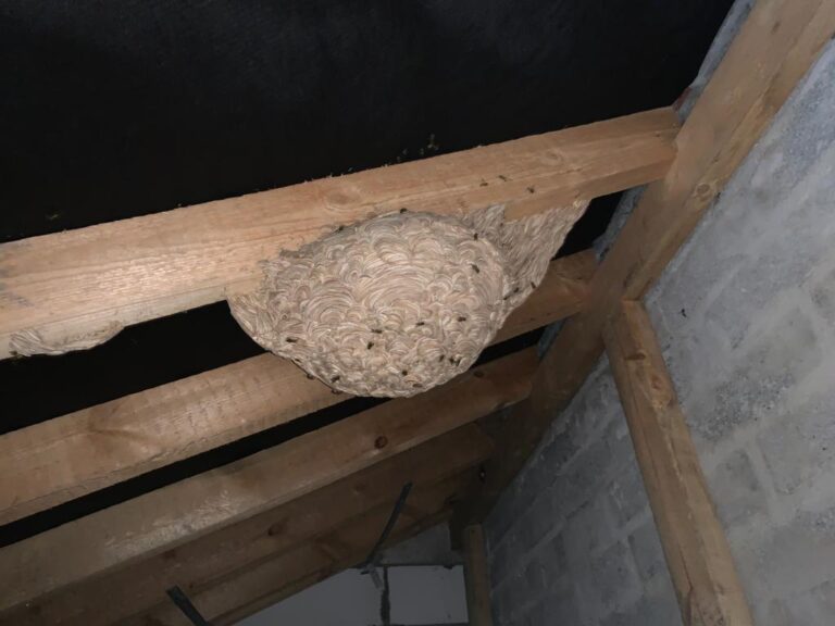 Remove Wasps to Stay Safe