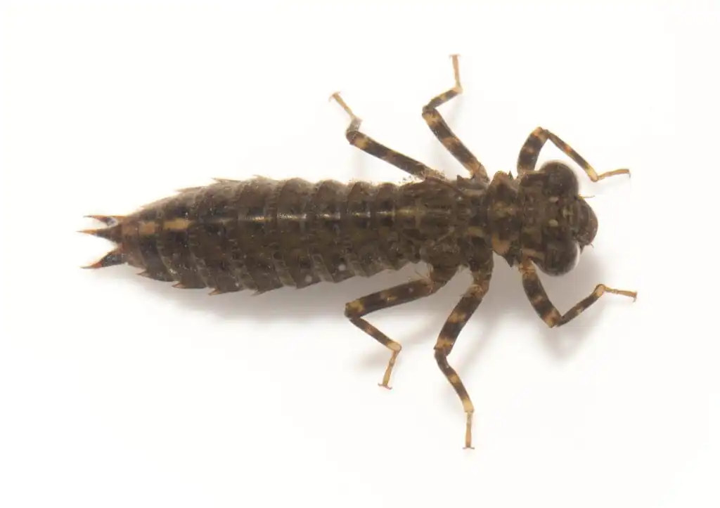 Nymphs