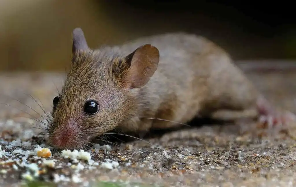 Mice/Rats Extermination