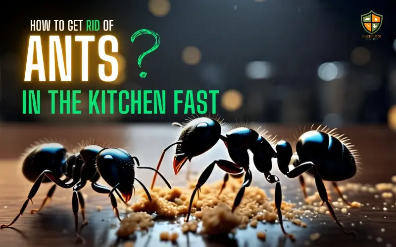get rid of ants in the kitchen