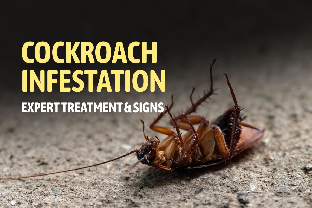 Cockroach Infestation