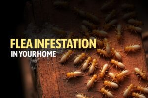 Flea Infestation in Home