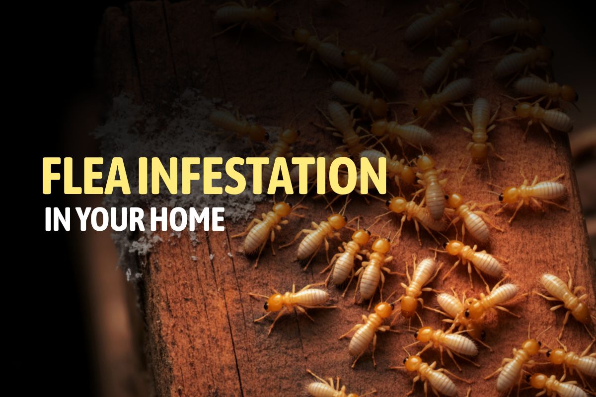 Flea Infestation in Home
