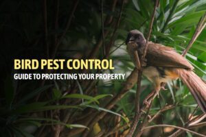 Bird Pest Control