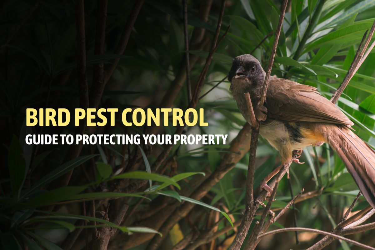 Bird Pest Control