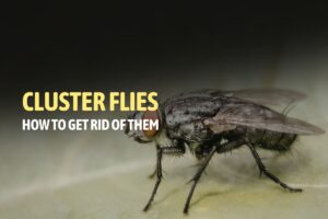 How to Get Rid of Cluster Flies