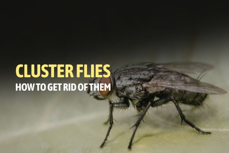 How to Get Rid of Cluster Flies