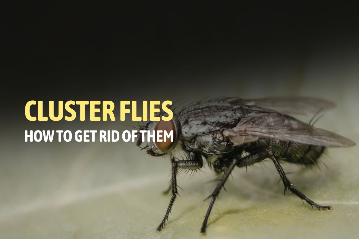 How to Get Rid of Cluster Flies