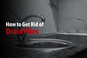 How to Get Rid of Drain Flies