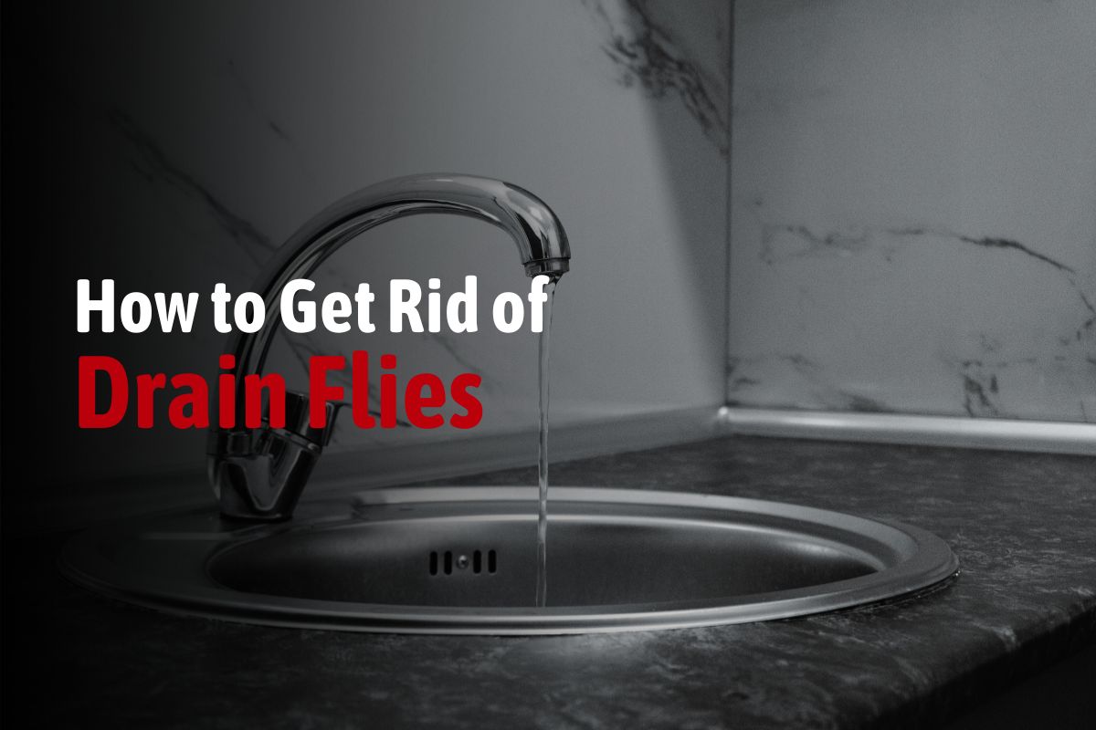 How to Get Rid of Drain Flies