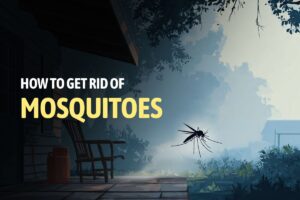 How to Get Rid of Mosquitoes