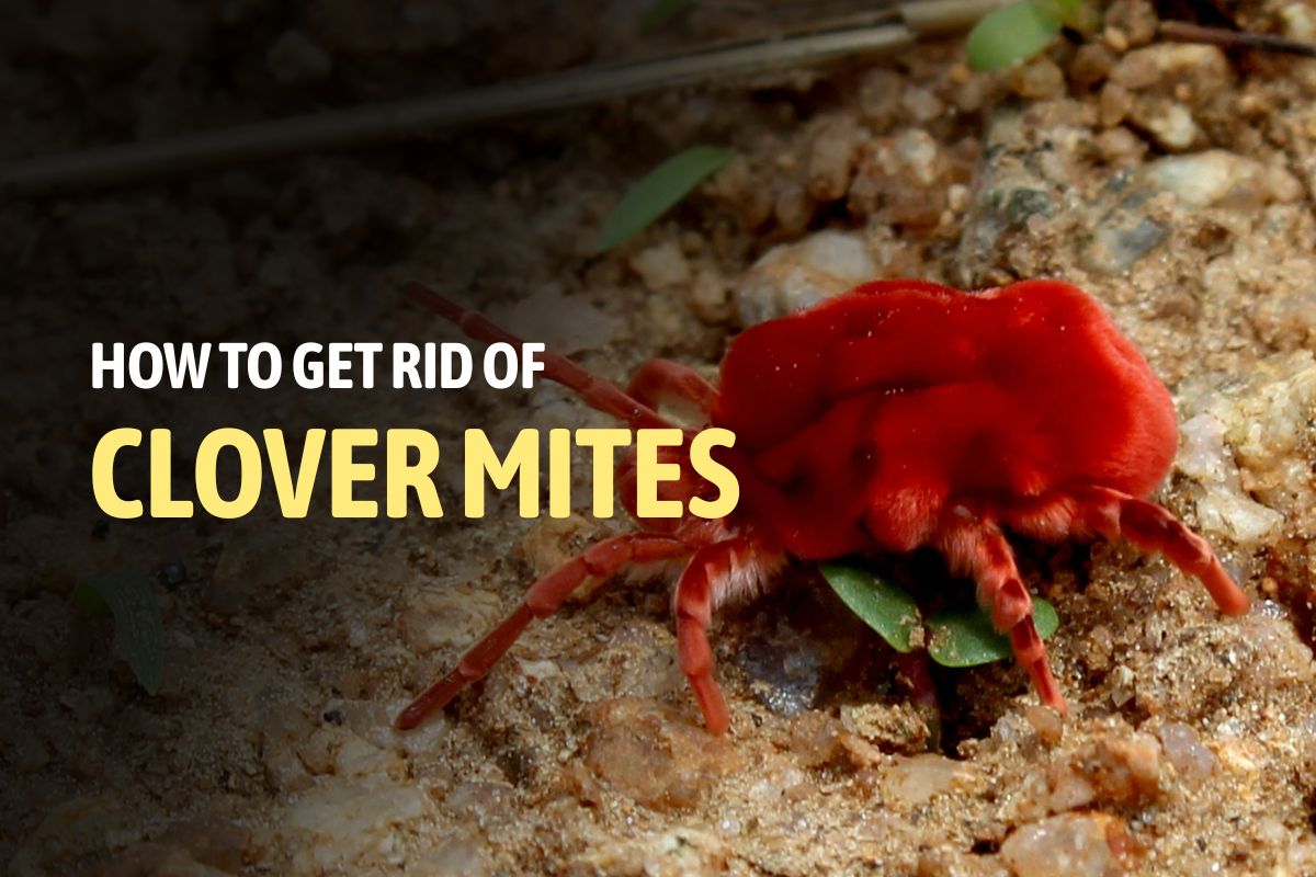 How to Get Rid of Clover Mites
