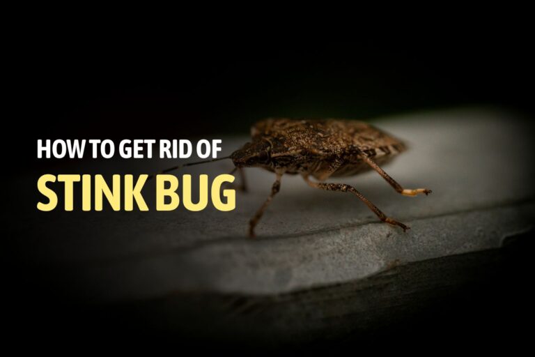 how to get rid of stink bugs