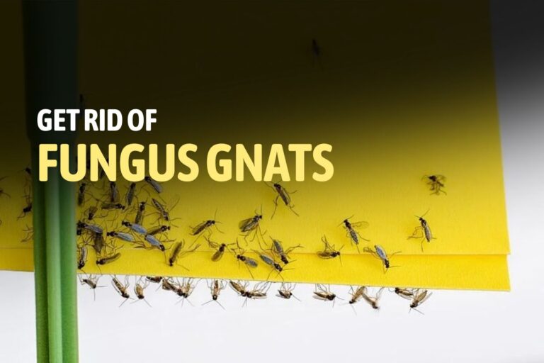 Get Rid of Fungus Gnats