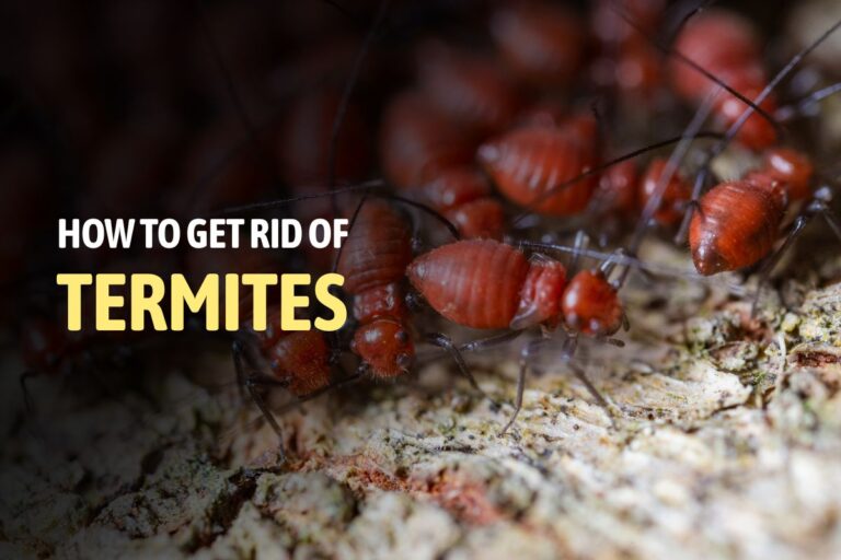 Get Rid of Termites