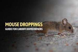 How to Clean Mouse Droppings