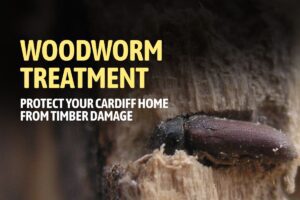 Woodworm Treatment