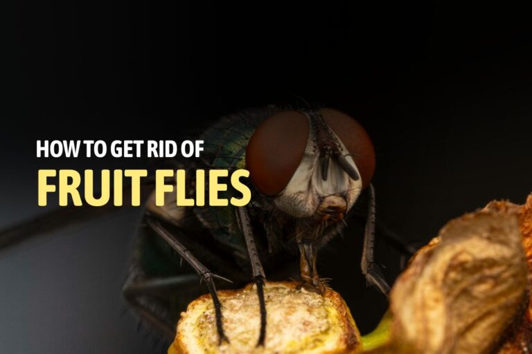 How to Get Rid of Fruit Flies