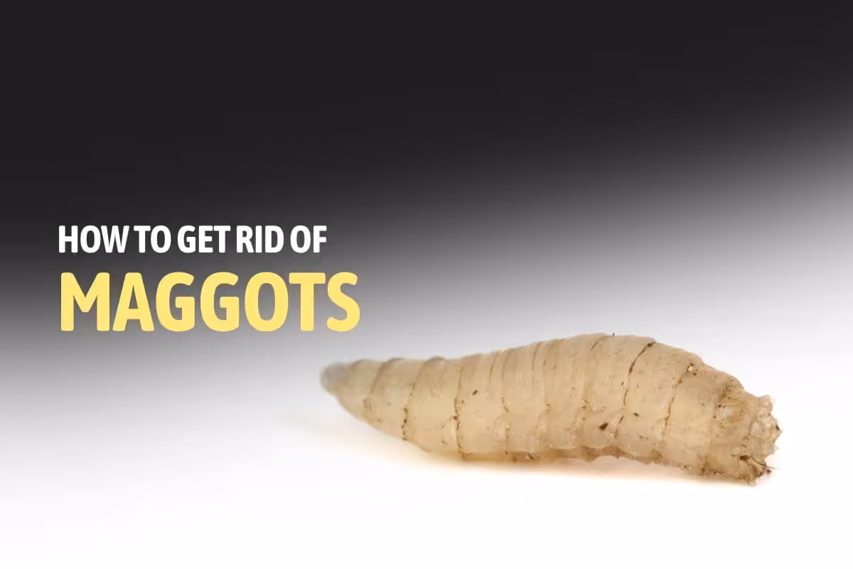 How to Get Rid of Maggots