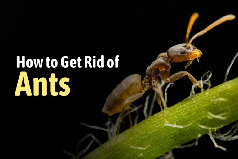 How to Get Rid of Ants