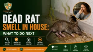 Dead Rat Smell in House