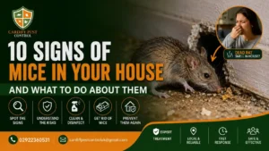 10 Signs of Mice in Your House and What to Do About Them