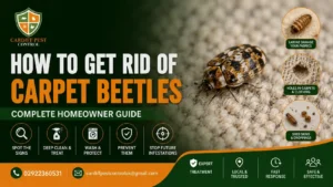 How to Get Rid of Carpet Beetles Complete Homeowner Guide